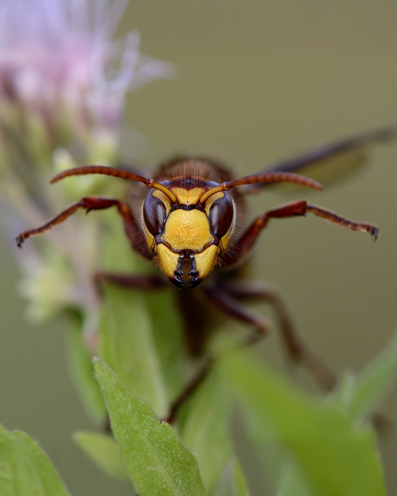 Frelon asiatique - Subvention