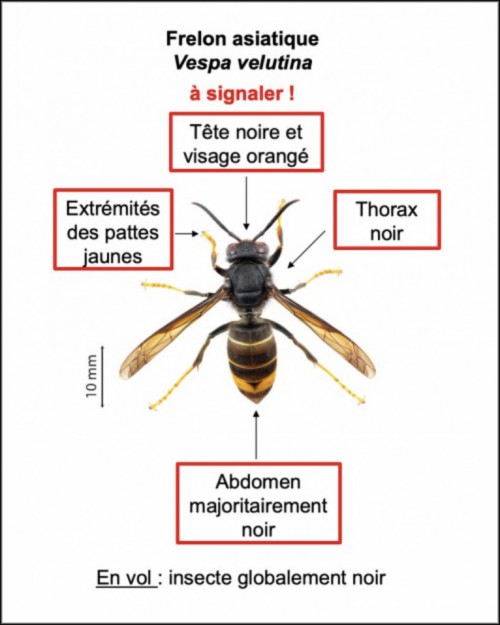 Frelon asiatique : la lutte s’organise localement  
