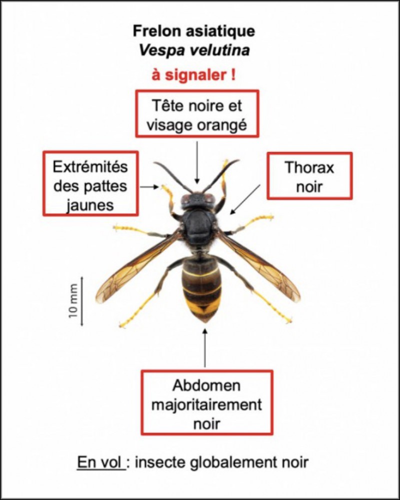 Frelon asiatique : la lutte s’organise localement